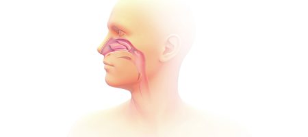 Bild: Welche Funktion hat die Nasenschleimhaut?